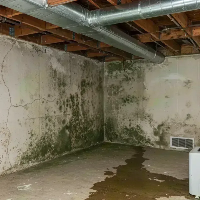 Professional Mold Removal in Laclede County, MO